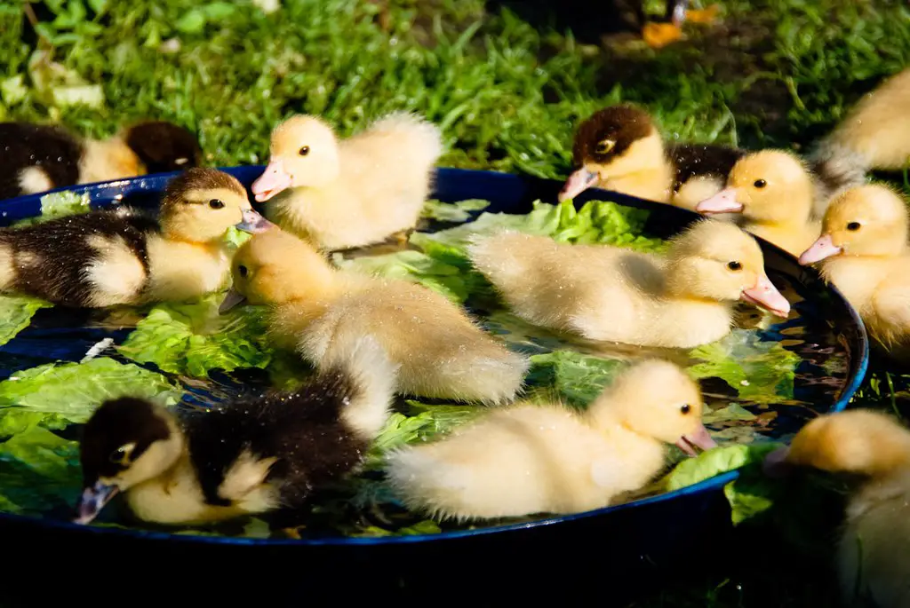 cute baby ducks in water