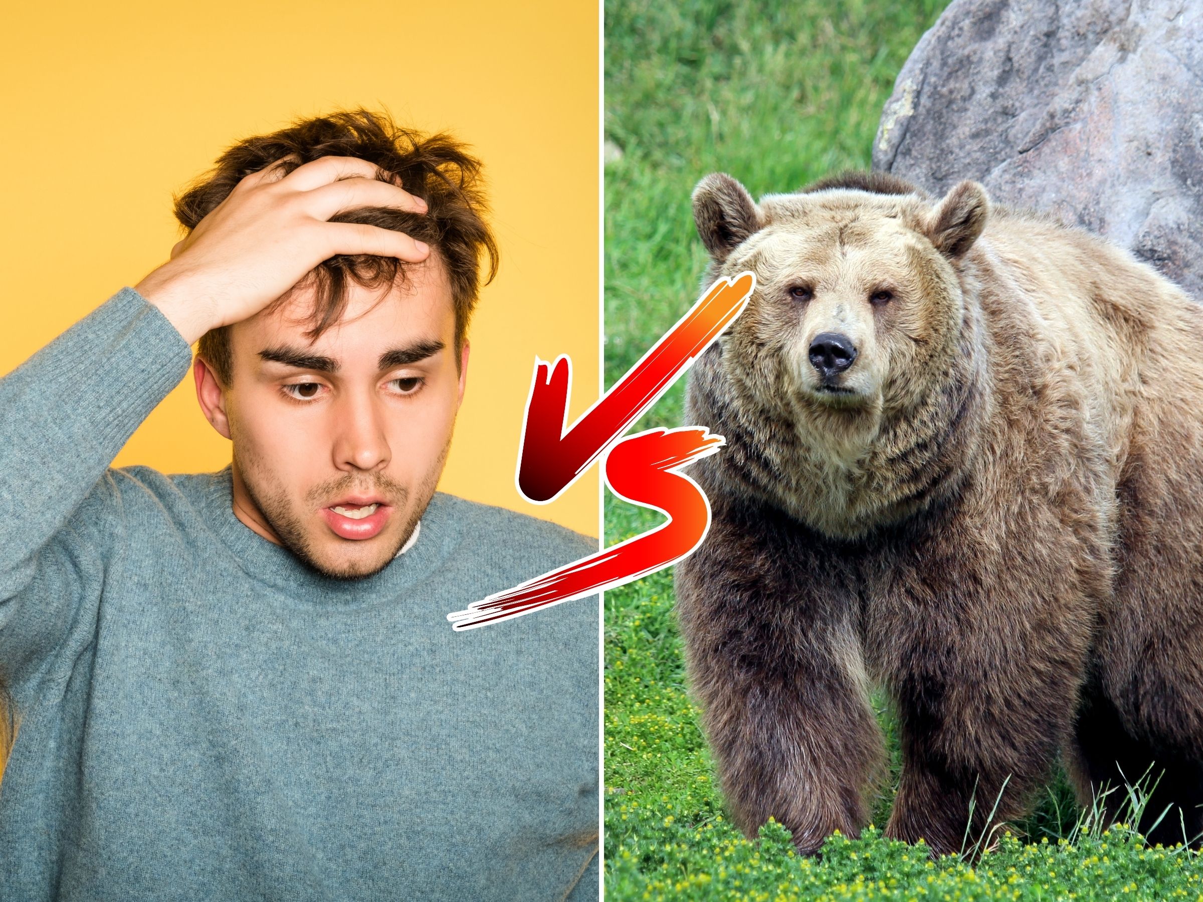 Bear vs Man Tiktok