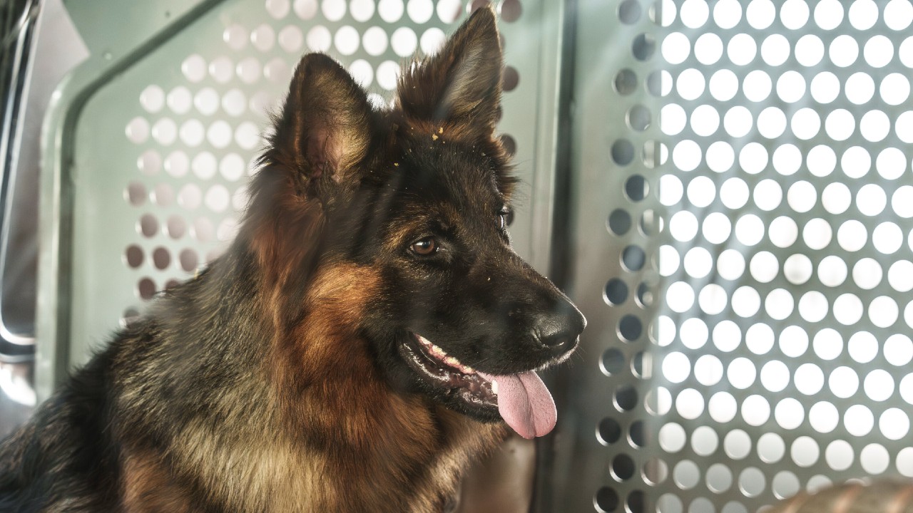 NCIS: Origins Season 2, Episode 14. Courtesy CBS.